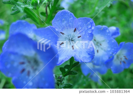 Blooming in a refreshing sky blue 103881364