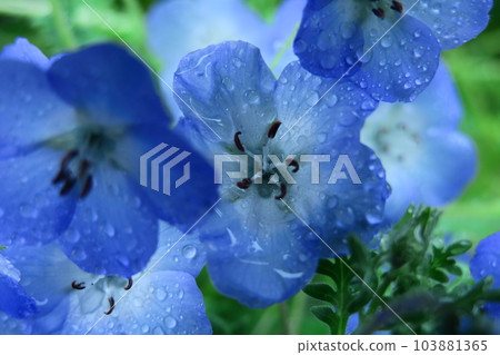 Blooming in a refreshing sky blue 103881365