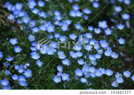 Blooming in a refreshing sky blue 103881377
