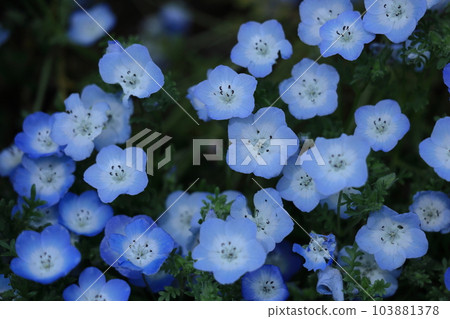 Blooming in a refreshing sky blue 103881378
