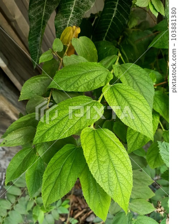 Close up of jamaica cherry plant Close up of jamaica cherry plant 103881380