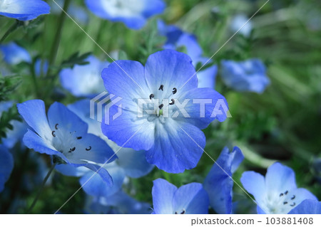 Blooming in a refreshing sky blue Blooming in a refreshing sky blue 103881408