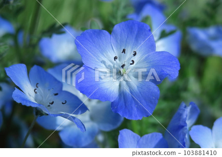 在清爽的天藍色中綻放 103881410