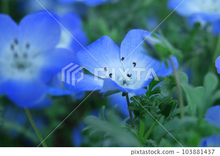 Blooming in a refreshing sky blue 103881437