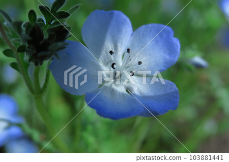 Blooming in a refreshing sky blue 103881441