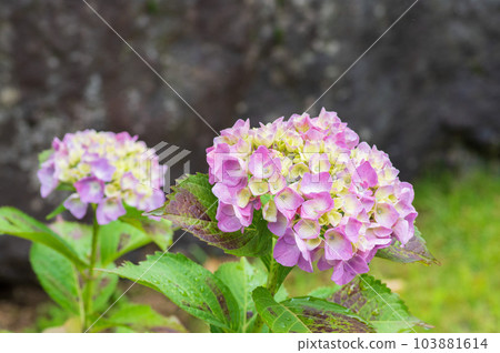 Shiga Prefecture Yogo Hydrangea at Chosenji Temple 103881614