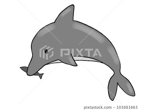 dolphins and bait fish 103881663