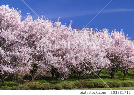 Cherry blossom trees in full bloom 103881712