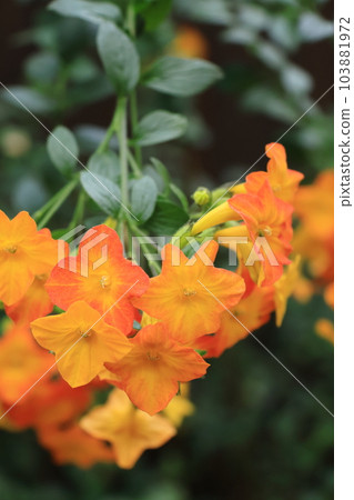 Marmalade bush 103881972