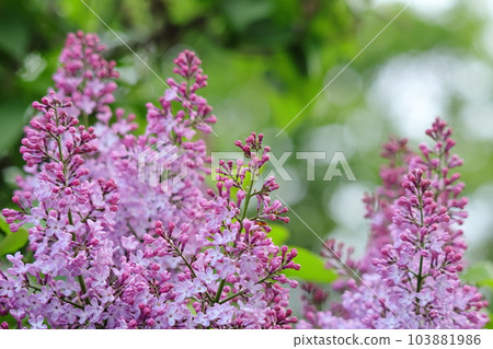 紫丁香 103881986