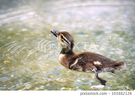 Oshidori's chick Oshidori's chick 103882126