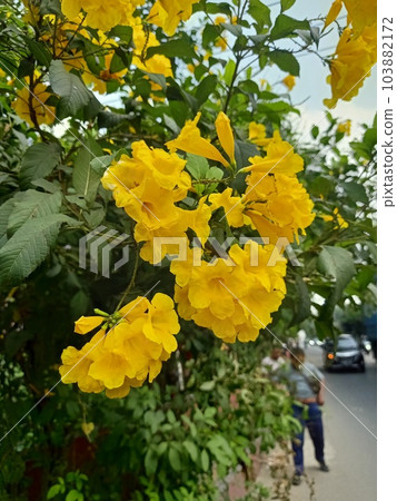 Close up of trumpetbush plant Close up of trumpetbush plant 103882172