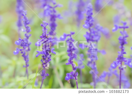 Rainy season Lavender flowers blooming in the rain 103882173