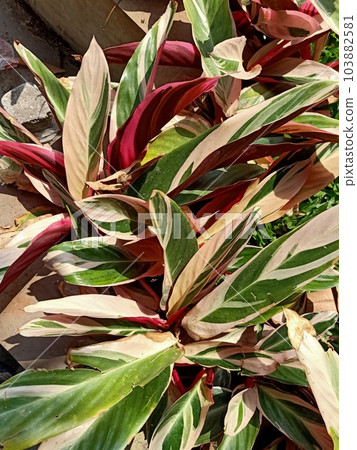 Close up of tricolor stromanthe plant Close up of tricolor stromanthe plant 103882581