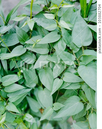 Close up of stinkvine plant Close up of stinkvine plant 103882704