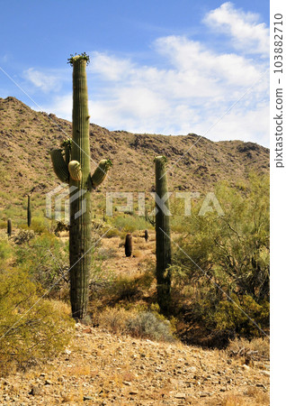 Old Saguaro Cactus Sonora desert Arizona Old Saguaro Cactus Sonora desert Arizona 103882710