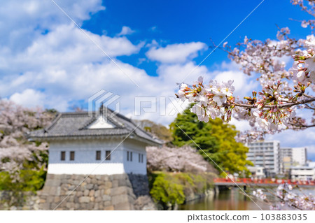 Odawara City, Kanagawa Prefecture Odawara Castle and cherry blossom scenery 103883035