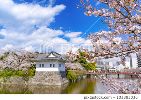 Odawara City, Kanagawa Prefecture Odawara Castle and cherry blossom scenery Odawara City, Kanagawa Prefecture Odawara Castle and cherry blossom scenery 103883036