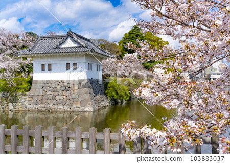 Odawara City, Kanagawa Prefecture Odawara Castle and cherry blossom scenery 103883037