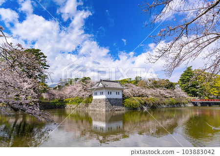 Odawara City, Kanagawa Prefecture Odawara Castle and cherry blossom scenery 103883042