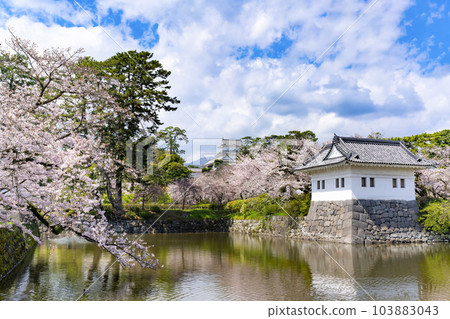 Odawara City, Kanagawa Prefecture Odawara Castle and cherry blossom scenery 103883043