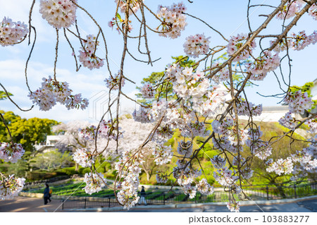 Odawara City, Kanagawa Prefecture Odawara Castle and cherry blossom scenery Odawara City, Kanagawa Prefecture Odawara Castle and cherry blossom scenery 103883277