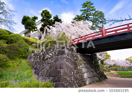 Odawara City, Kanagawa Prefecture Odawara Castle and cherry blossom scenery Odawara City, Kanagawa Prefecture Odawara Castle and cherry blossom scenery 103883295