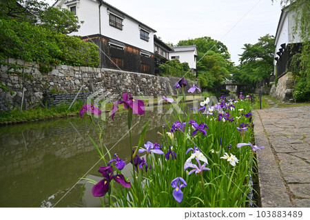 Hachiman moat with blooming irises in Omihachiman city, Shiga prefecture 103883489