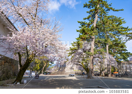 神奈川縣小田原市小田原城和櫻花風光 103883581