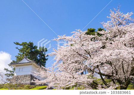 神奈川縣小田原市小田原城和櫻花風光 神奈川縣小田原市小田原城和櫻花風光 103883661