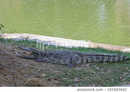 The crocodile rest on the garden The crocodile rest on the garden 103883682