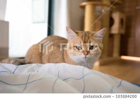 gold british cat kitten playing and having fun in living room gold british cat kitten playing and having fun in living room 103884200