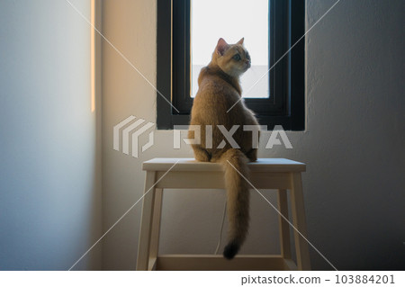 gold british cat kitten playing and having fun in living room gold british cat kitten playing and having fun in living room 103884201