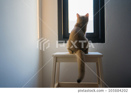gold british cat kitten playing and having fun in living room gold british cat kitten playing and having fun in living room 103884202
