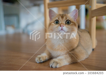 gold british cat kitten playing and having fun in living room gold british cat kitten playing and having fun in living room 103884203