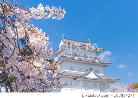 Odawara City, Kanagawa Prefecture Odawara Castle and cherry blossom scenery Odawara City, Kanagawa Prefecture Odawara Castle and cherry blossom scenery 103884277