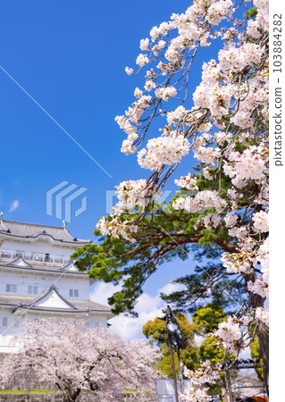 Odawara City, Kanagawa Prefecture Odawara Castle and cherry blossom scenery 103884282