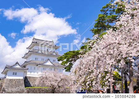 Odawara City, Kanagawa Prefecture Odawara Castle and cherry blossom scenery Odawara City, Kanagawa Prefecture Odawara Castle and cherry blossom scenery 103884286