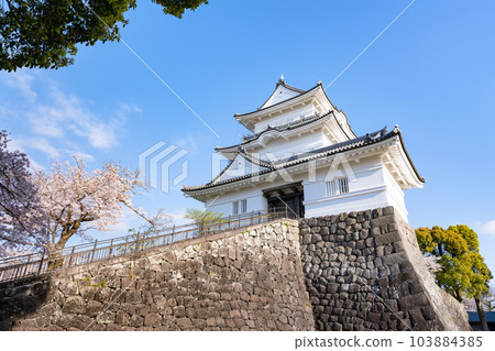 Odawara City, Kanagawa Prefecture Odawara Castle and cherry blossom scenery 103884385