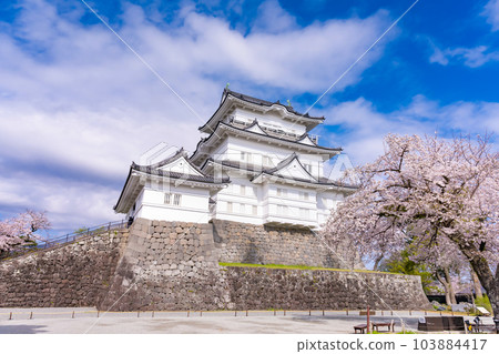 Odawara City, Kanagawa Prefecture Odawara Castle and cherry blossom scenery 103884417