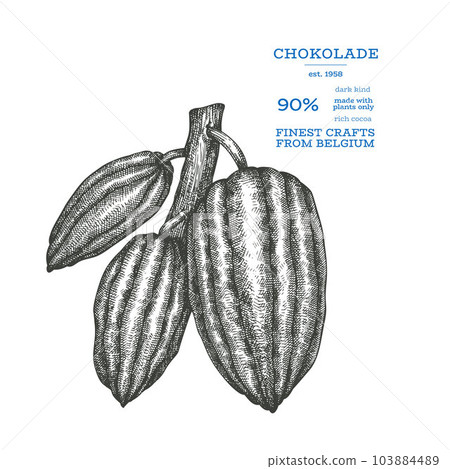 Cocoa image. Chocolate cocoa beans background. Vector hand drawn illustration. Vintage style illustration. Cocoa image. Chocolate cocoa beans background. Vector hand drawn illustration. Vintage style illustration. 103884489