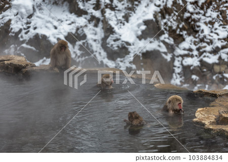 Japanese Snow monkey family,Jigokudani Monkey Park, Nagano, Japan. 103884834