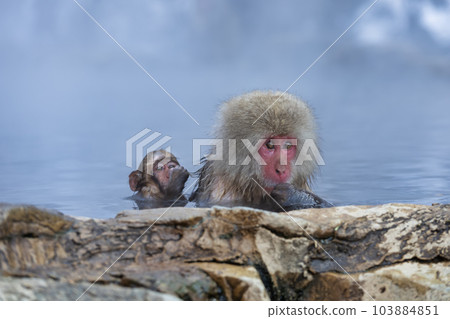 Japanese Snow monkey family,Jigokudani Monkey Park, Nagano, Japan. 103884851