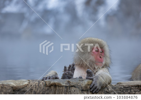 Japanese Snow monkey family,Jigokudani Monkey Park, Nagano, Japan. 103884876