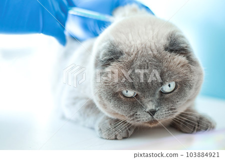 Vet examining cat. Veterinarian doctor in blue gloves vaccinating a Cat. Animal clinic. Pet check up and vaccination. Health care. Close up. Copy space for text. 103884921