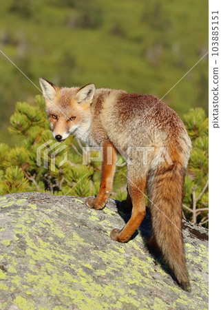 Beautiful wild red fox on mountains Beautiful wild red fox on mountains 103885151