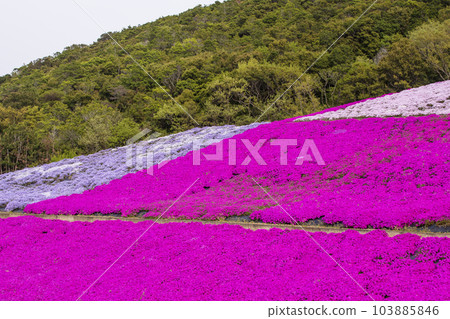 苔蘚福祿考盛開的風景 苔蘚福祿考 可愛的小花 志摩市觀光農園 旅遊景點 苔蘚福祿考盛開的風景 苔蘚福祿考 可愛的小花 志摩市觀光農園 旅遊景點 103885846