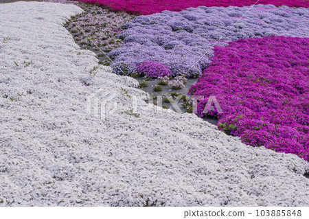 苔蘚福祿考盛開的花園 芝櫻風景 可愛的小花 背景材料 103885848