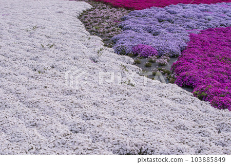 苔蘚福祿考盛開的花園 芝櫻風景 可愛的小花 背景材料 103885849