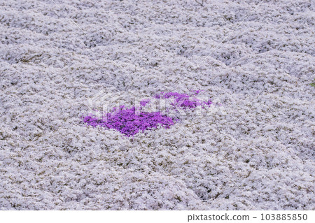 苔蘚福祿考盛開的花園 芝櫻風景 可愛的小花 背景材料 103885850